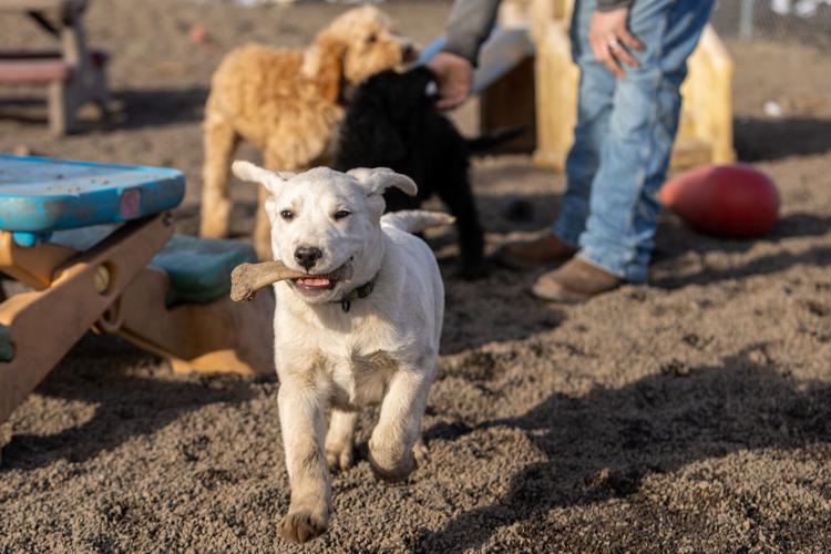 A young, yellow-white lab retriever puppy runs through dirt and gravel. His front paws are muddy as he runs and he holds a treat in his mouth. In the background, out of focus, are a golden, curly puppy and a black puppy looking up toward the legs and arms of a man wearing blue jeans and brown boots.