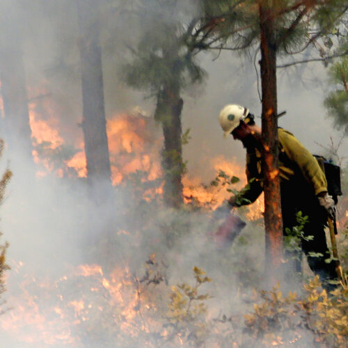 A firefighter with a yellow helmet near trees douses bright orange flames with a red water can.