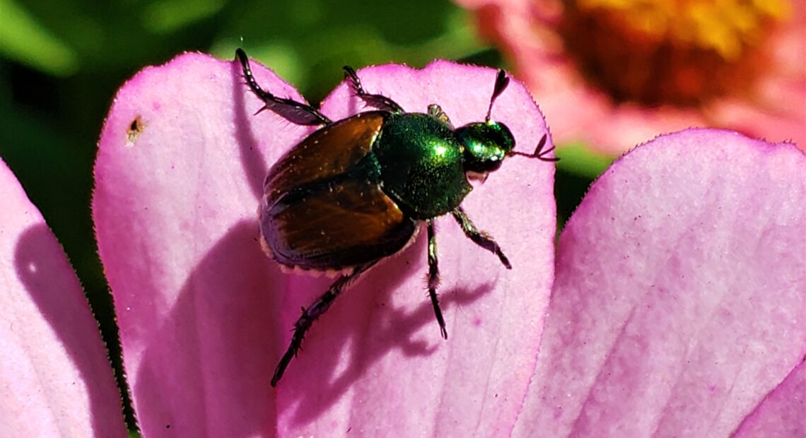 Adult Japanese beetles can take plants like roses, grapes or hops down to the nubs quickly if infested. The beetle comes from Asia, and doesn’t have many predators in Oregon and Washington