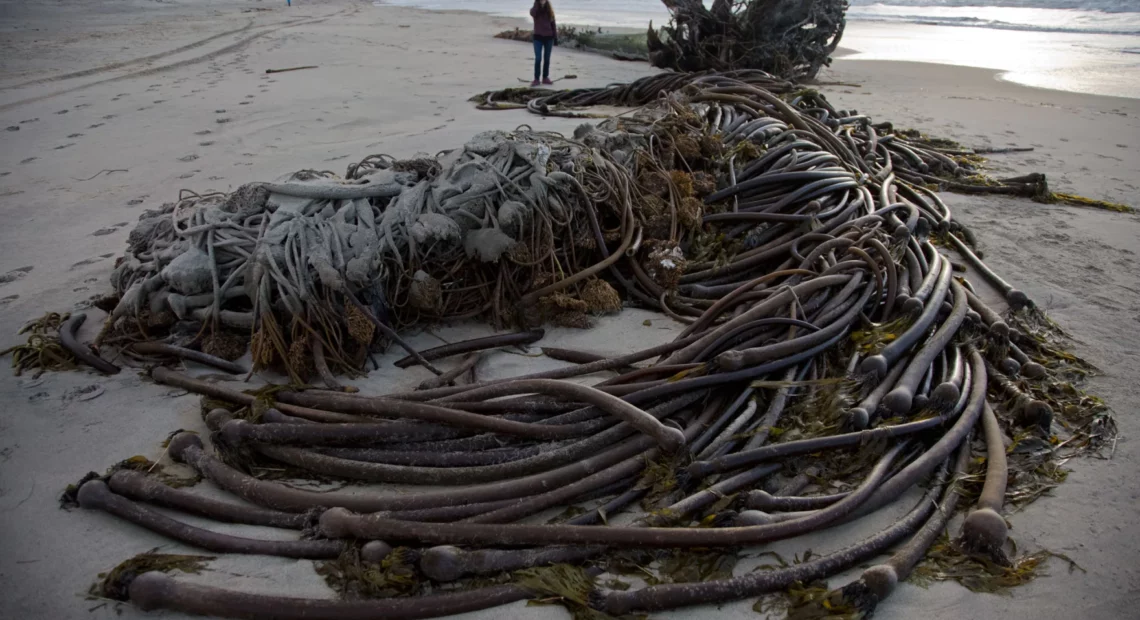 Bull kelp routinely washes up on West Coast beaches after storms, but there are more reasons to worry about the health of the kelp forests just offshore