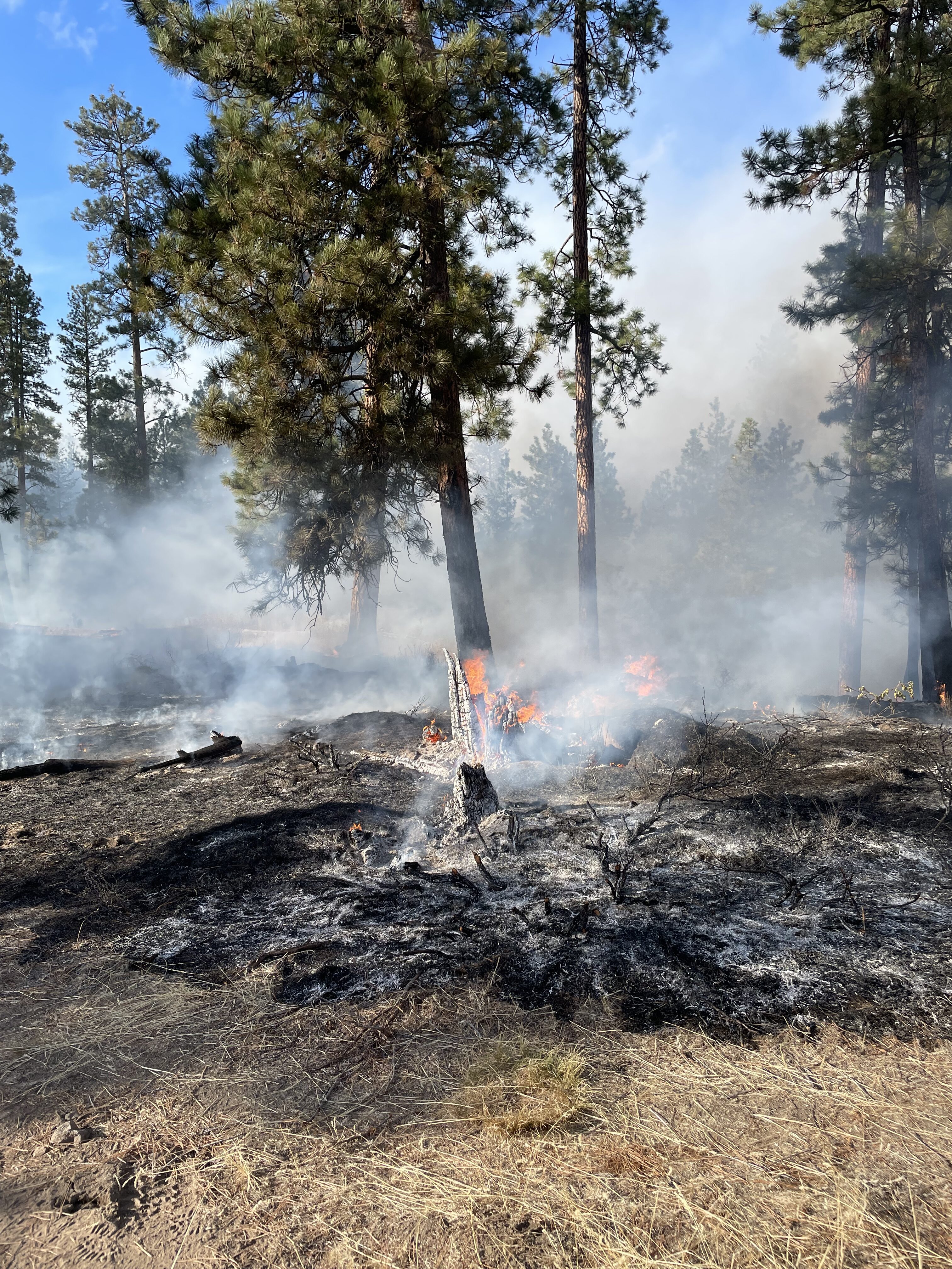Fire can bring benefits to the ecosystem — soil on burned landscapes contains up to three times more nutrients than land untouched by fire. Photo courtesy of DNR Communications.