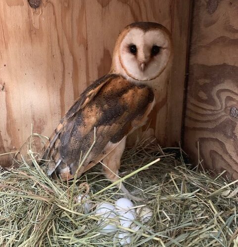 A barn owl stands over six white eggs in a nest of hay against a plywood background.