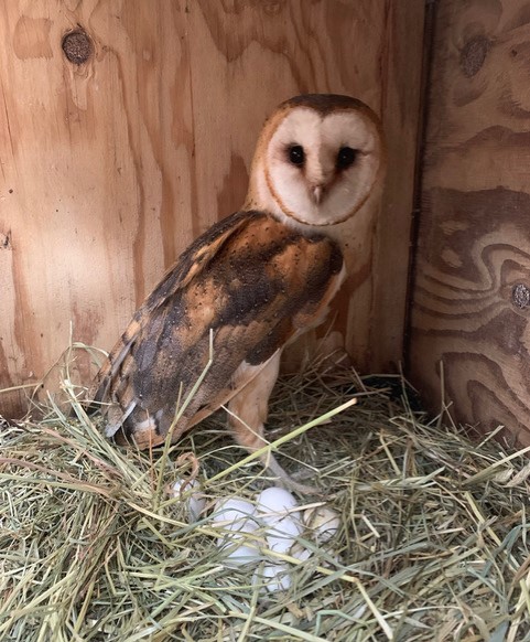 A barn owl stands over six white eggs in a nest of hay against a plywood background.