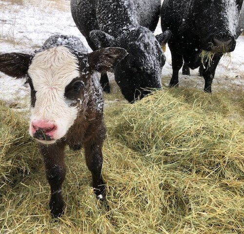 Ranchers struggle to keep enough fresh hay and bedding down for new calves and their mothers during the recent blizzards across southeast Oregon and much of the West