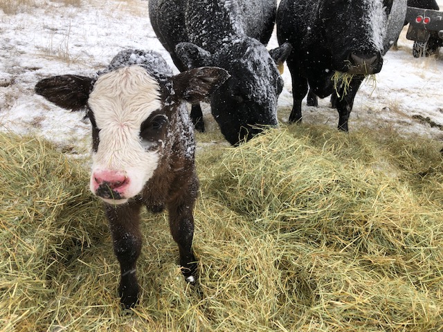 Ranchers struggle to keep enough fresh hay and bedding down for new calves and their mothers during the recent blizzards across southeast Oregon and much of the West