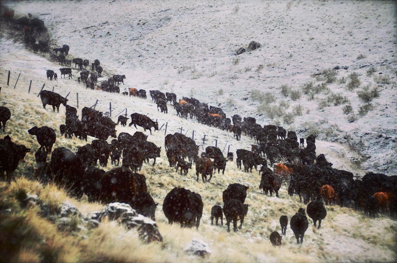 A herd moves slowly with their new calves in snowy conditions in April in Wallowa County, Oregon