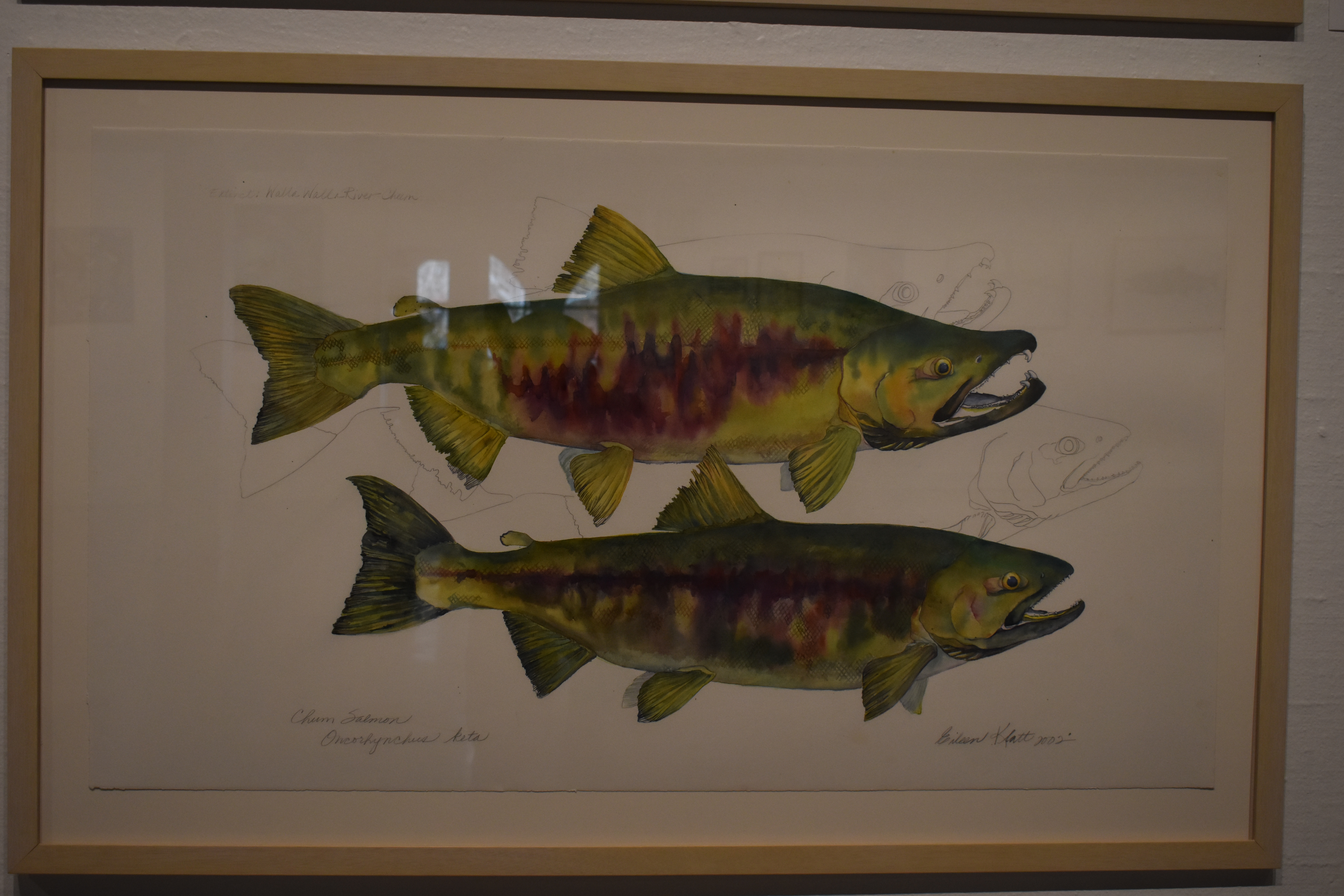 One of the mating pairs artist Eileen Klatt depicted of 61 extinct salmon from the Columbia River Basin. Photo by Lauren Gallup.