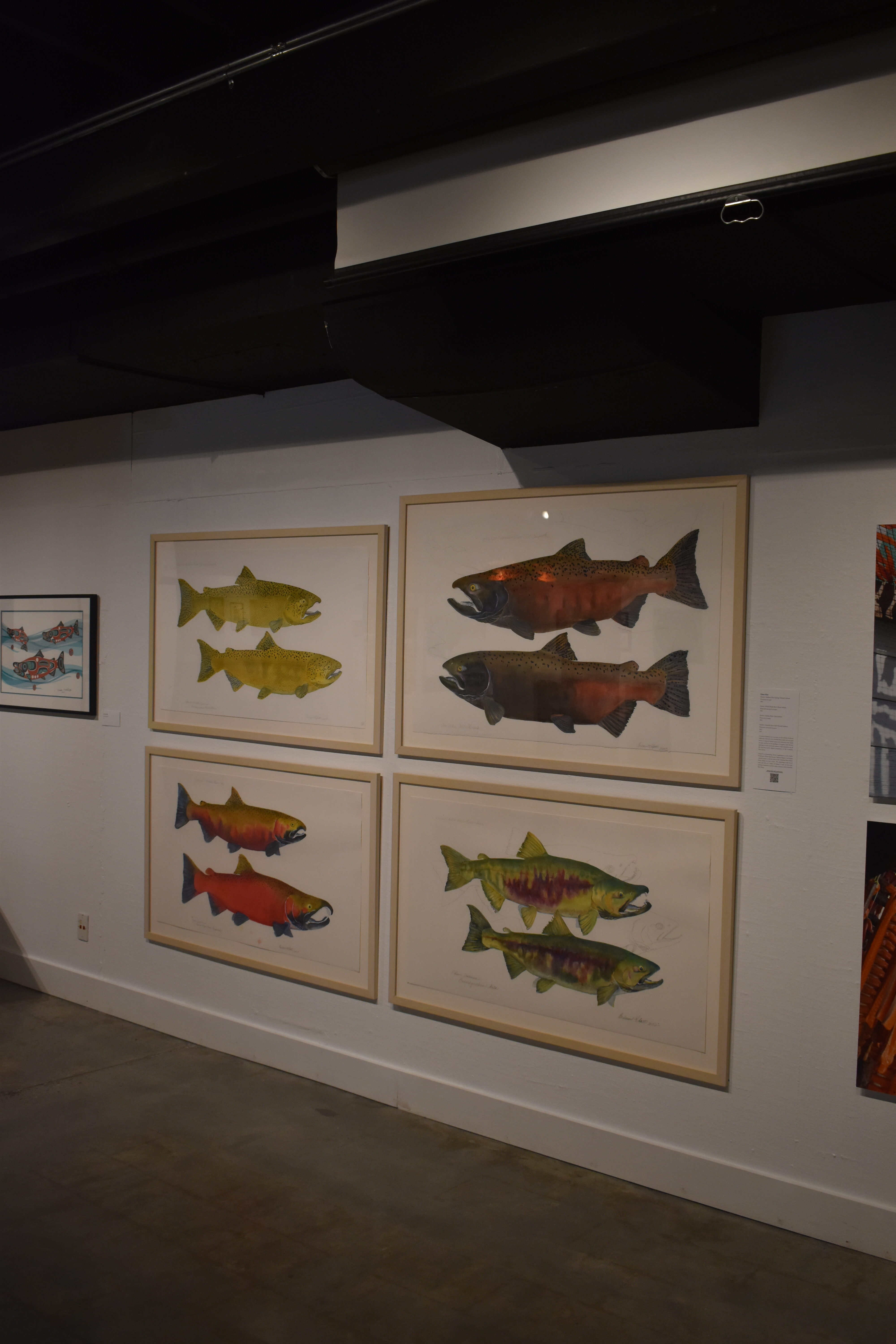 Four of Klatt's paintings were on display at the Honor: People and Salmon exhibit at the University of Puget Sound earlier this year. Photo by Lauren Gallup.