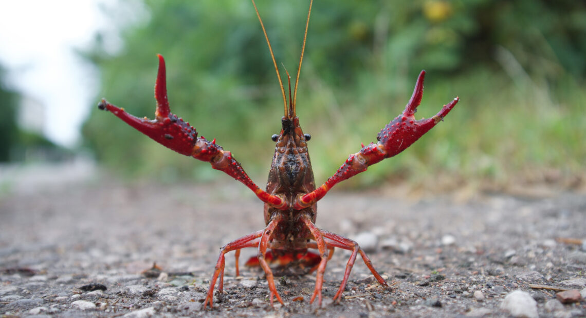 A bright red crayfish sits atop grey gravel with its red and bumpy claws outstretched.