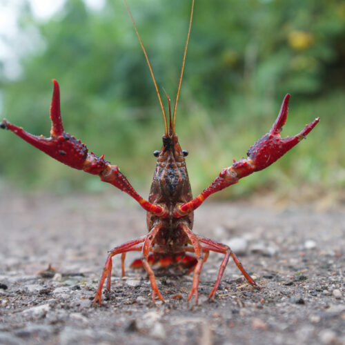 A bright red crayfish sits atop grey gravel with its red and bumpy claws outstretched.