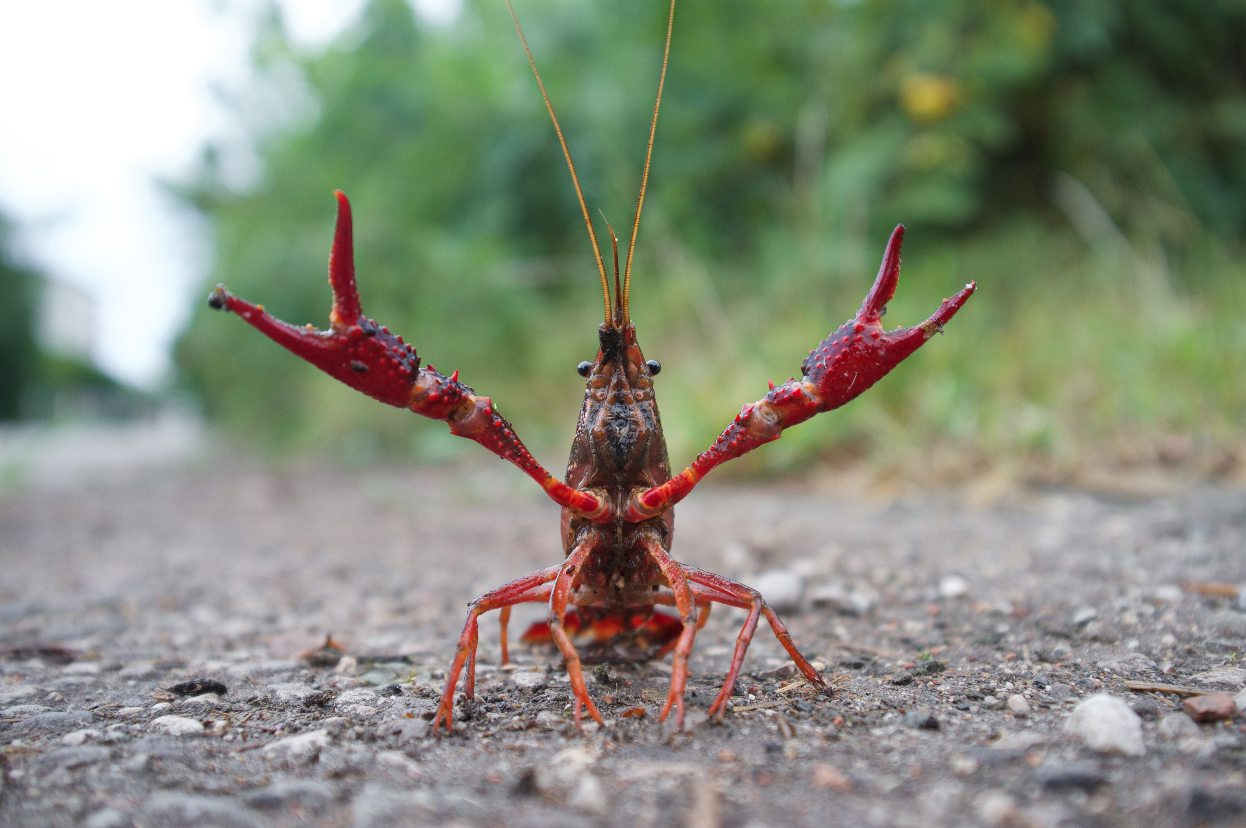 A bright red crayfish sits atop grey gravel with its red and bumpy claws outstretched.