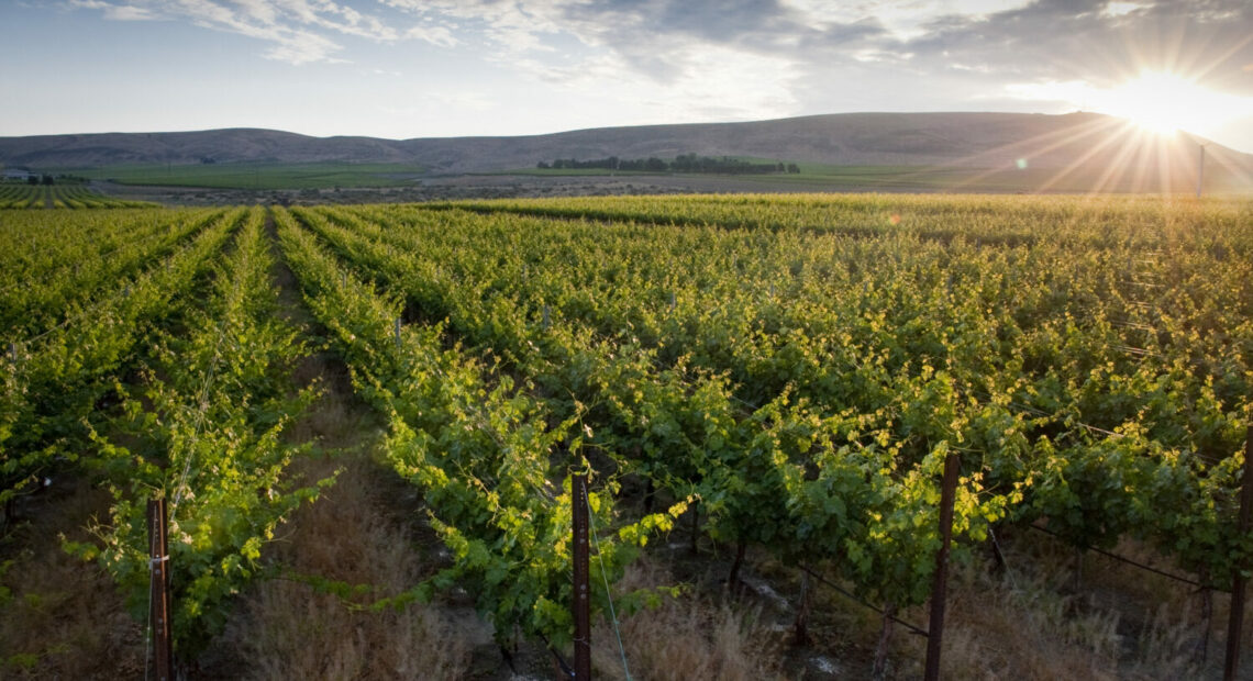 The sun shines over a mountain peak in central Washington behind rows of green vineyards.