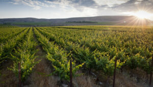 The sun shines over a mountain peak in central Washington behind rows of green vineyards.