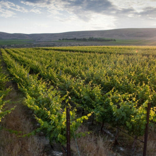 The sun shines over a mountain peak in central Washington behind rows of green vineyards.