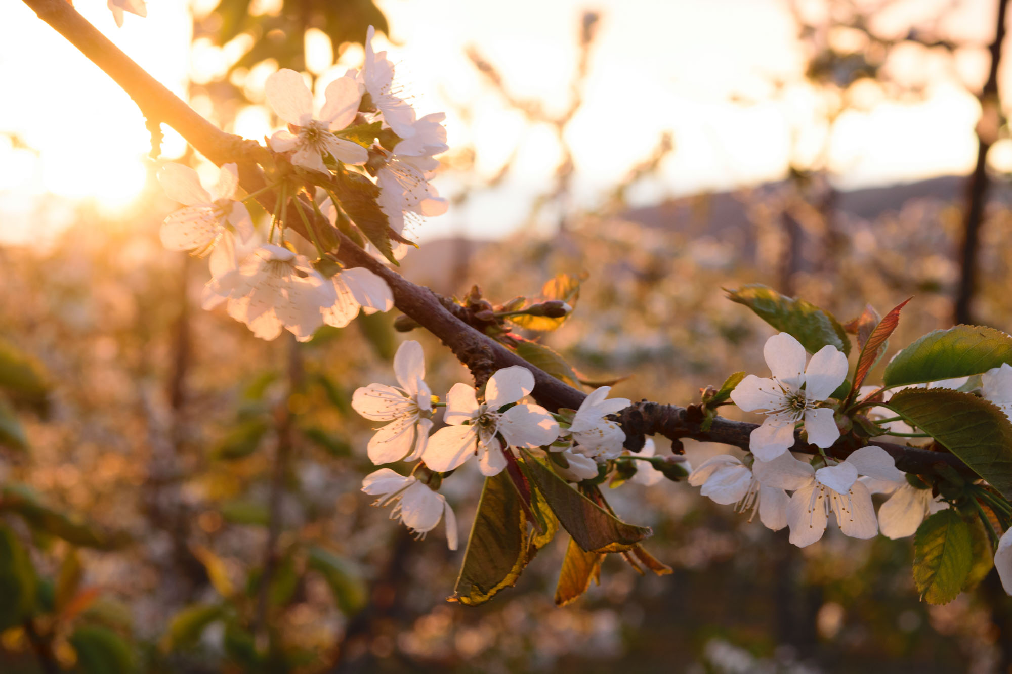 Cherry blossoms at sunrise on a central Washington farm 