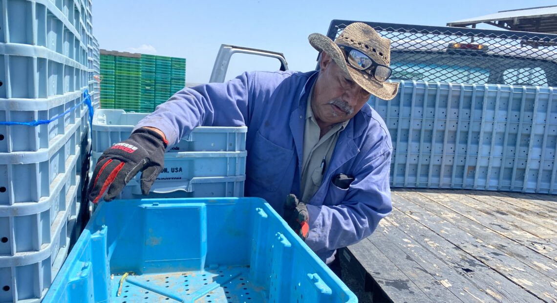 Celestino Mendoza, 68, of Kennewick, says it’s been a lot of work to harvest a giant push of asparagus with the record-warm spring weather across much of the Northwest