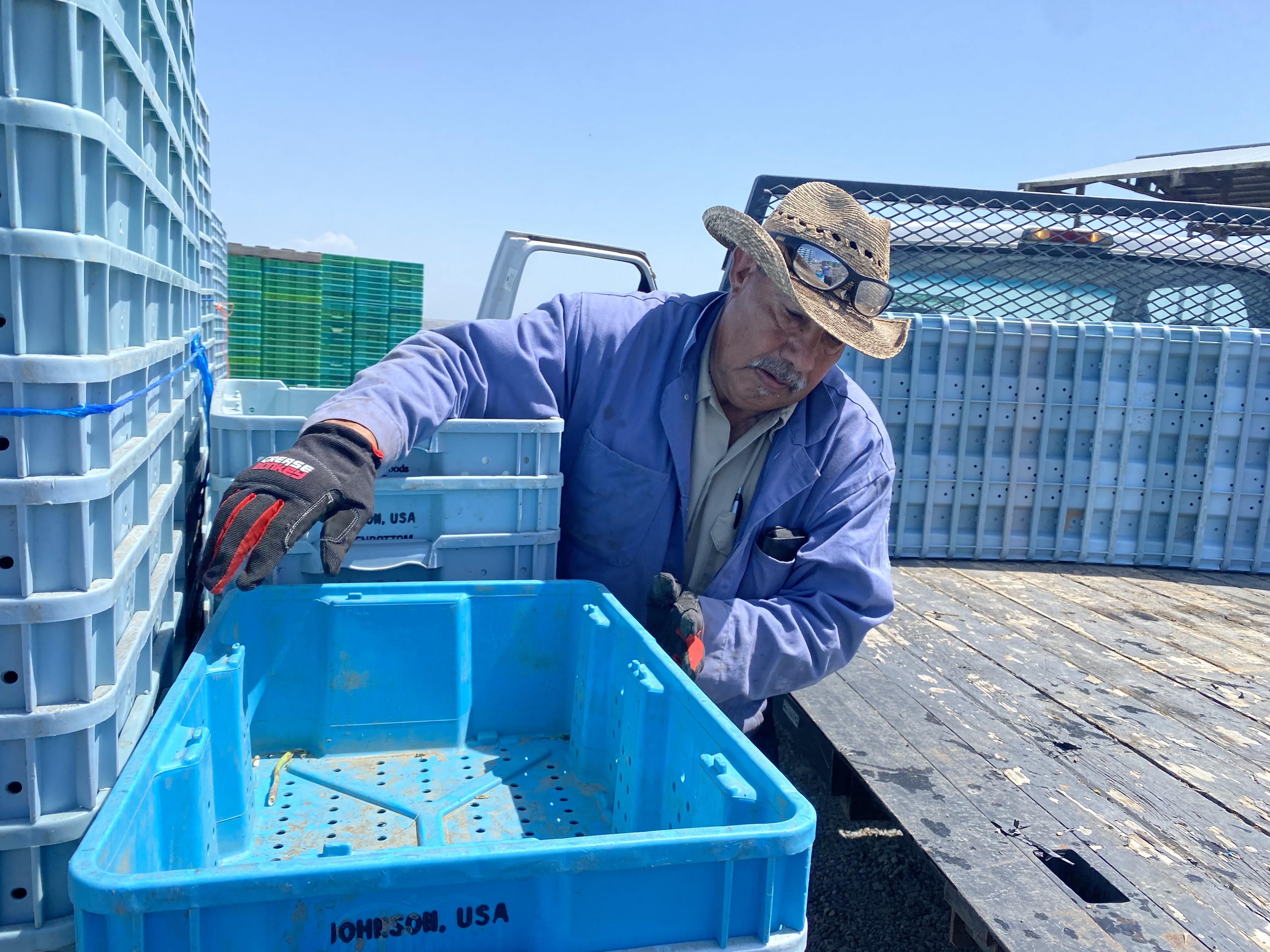 Celestino Mendoza, 68, of Kennewick, says it’s been a lot of work to harvest a giant push of asparagus with the record-warm spring weather across much of the Northwest