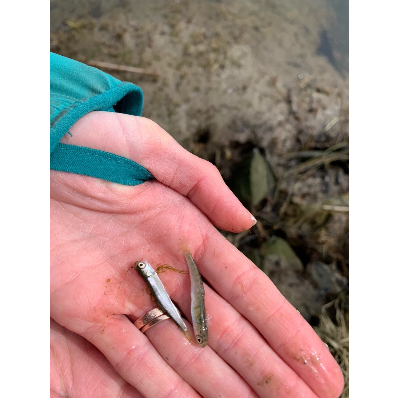 Staff from a variety of organizations began finding dead, juvenile salmon in April. // Credit: Heather Spore, Swinomish Tribal Community.