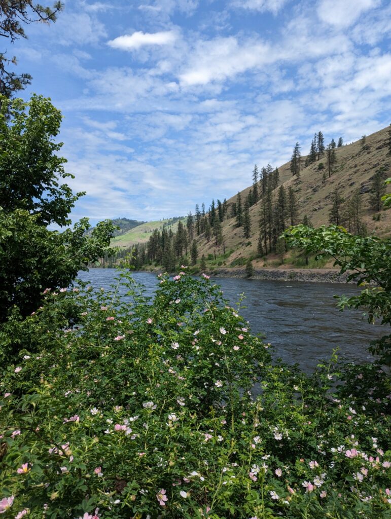 A green bush filled with wild pink roses sits below a view of the blue Clearwater river on a sunny day beneath a blue sky.