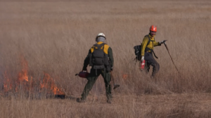 Two fire managers dressed in heavy green and yellow clothes with helmets walk through the brushy grasslands, setting fires with red drip torches.