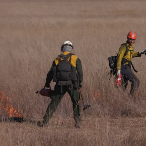 Two fire managers dressed in heavy green and yellow clothes with helmets walk through the brushy grasslands, setting fires with red drip torches.