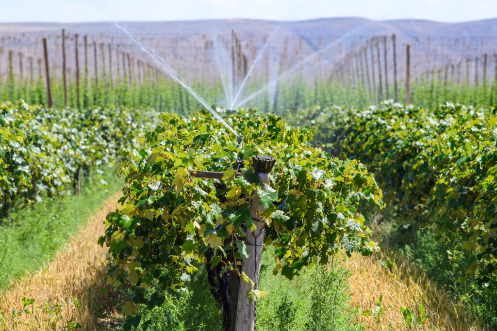 A sprinkler sprays over a green vineyard in Prosser, Washington. 