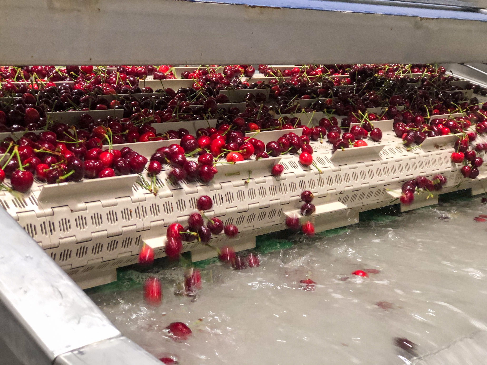 Corral variety cherries gently fall off a conveyor belt into a sluice of water on a cherry packing line in Grandview, Washington