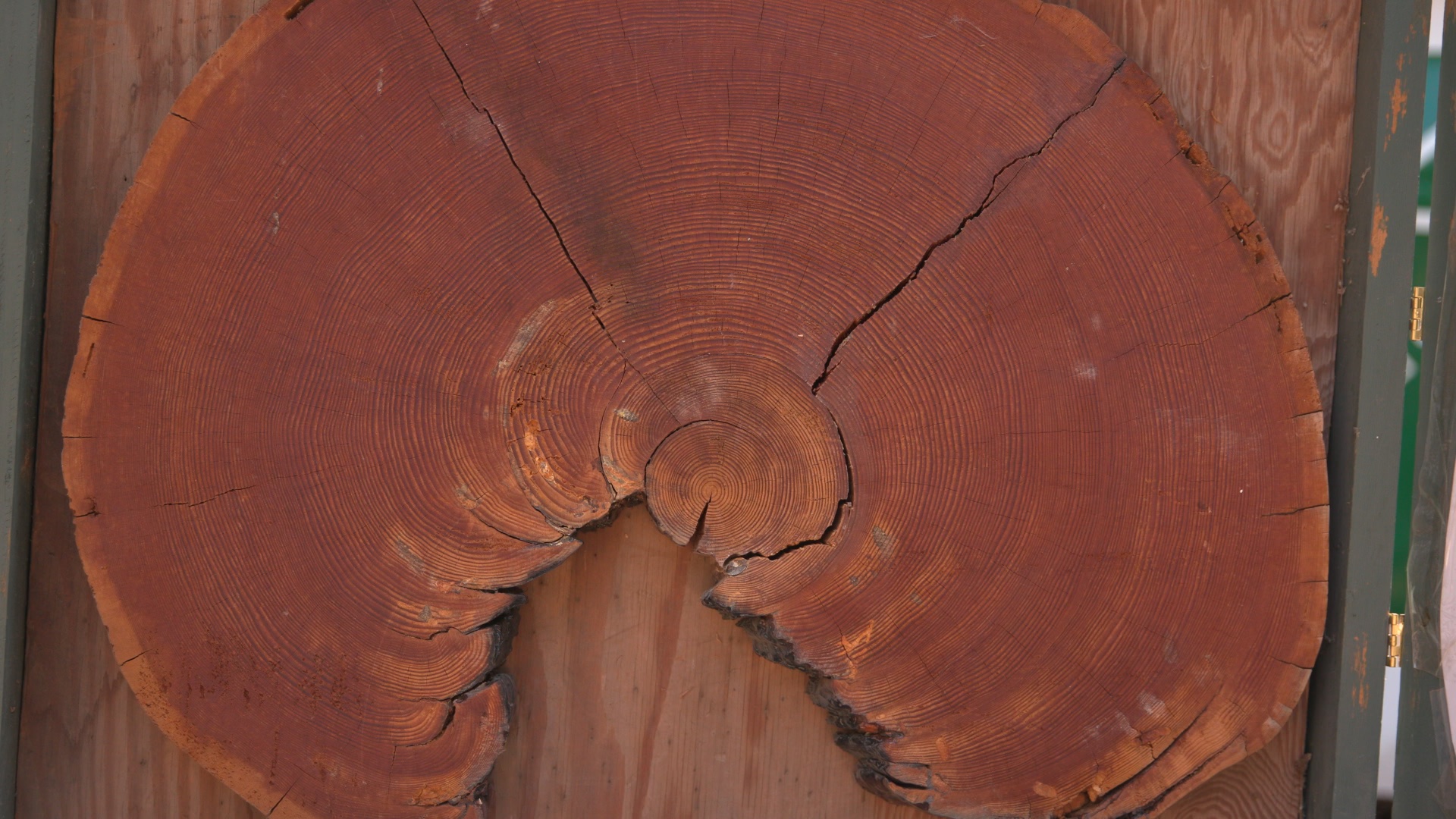 A cross-section of a fallen larch tree on Rafter 7 Ranch in Chewelah, Washington. Patti Playfair explains that the jagged cut in the tree shows how often fire burned in the forest, about every 11 to 26 years, not burning hot enough to kill this larch tree.// Greg Mills NWPB