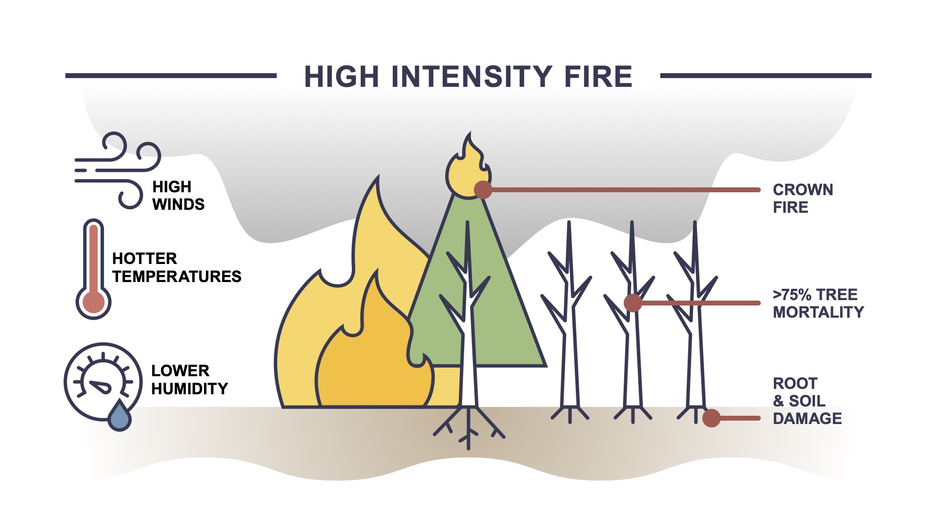 Fires that burn at a high intensity can scarify the soil, making it hard for plants to reroot and grow. That, in turn, can create the perfect conditions for floods. // Graphic by Kate Fox-Amato