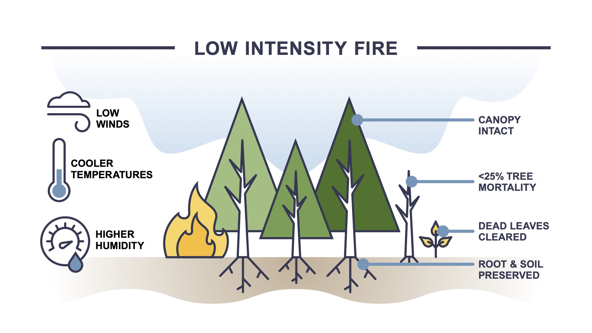 Low intensity fires can rid the landscape of dry biomass, that could fuel for unplanned fires and allow them to build into bigger, uncontrolled burns. // Graphic by Kate Fox-Amato.