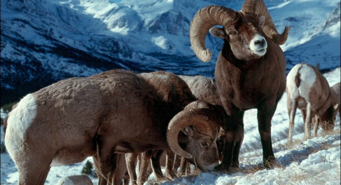 Several brown sheep with curly brown horns stand on a snowy hillside. In the background, there are snowy mountains and a blue sky.