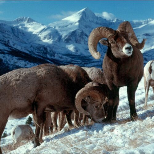 Several brown sheep with curly brown horns stand on a snowy hillside. In the background, there are snowy mountains and a blue sky.