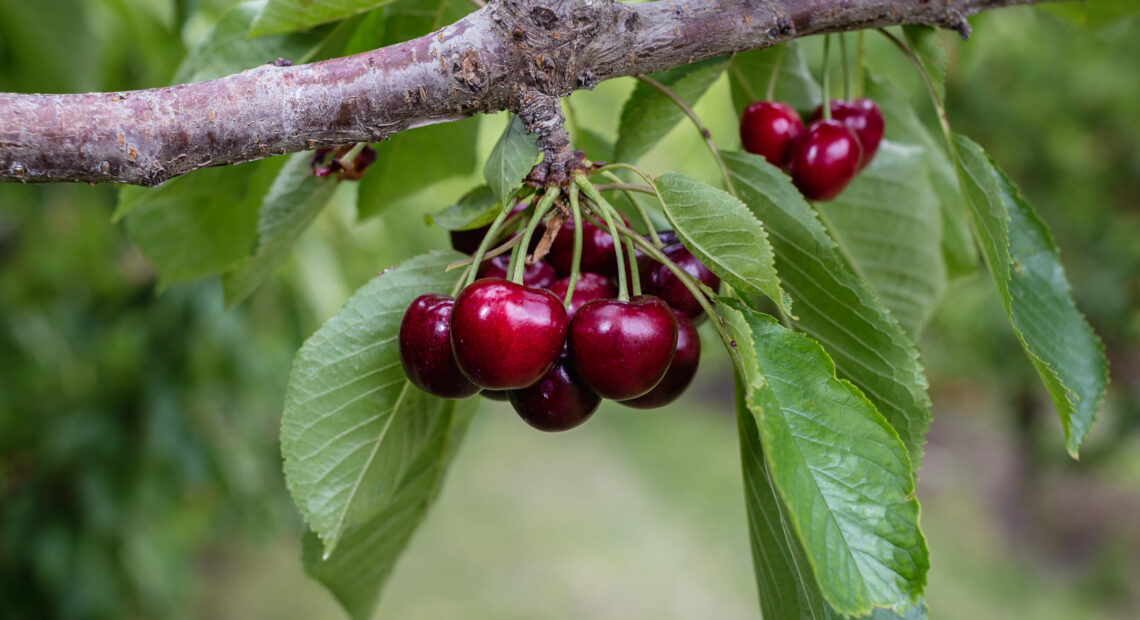 Recently, a Yakima orchard family settled with the state for $500,000 in back wages owed to some 400 farm workers