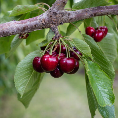 Recently, a Yakima orchard family settled with the state for $500,000 in back wages owed to some 400 farm workers