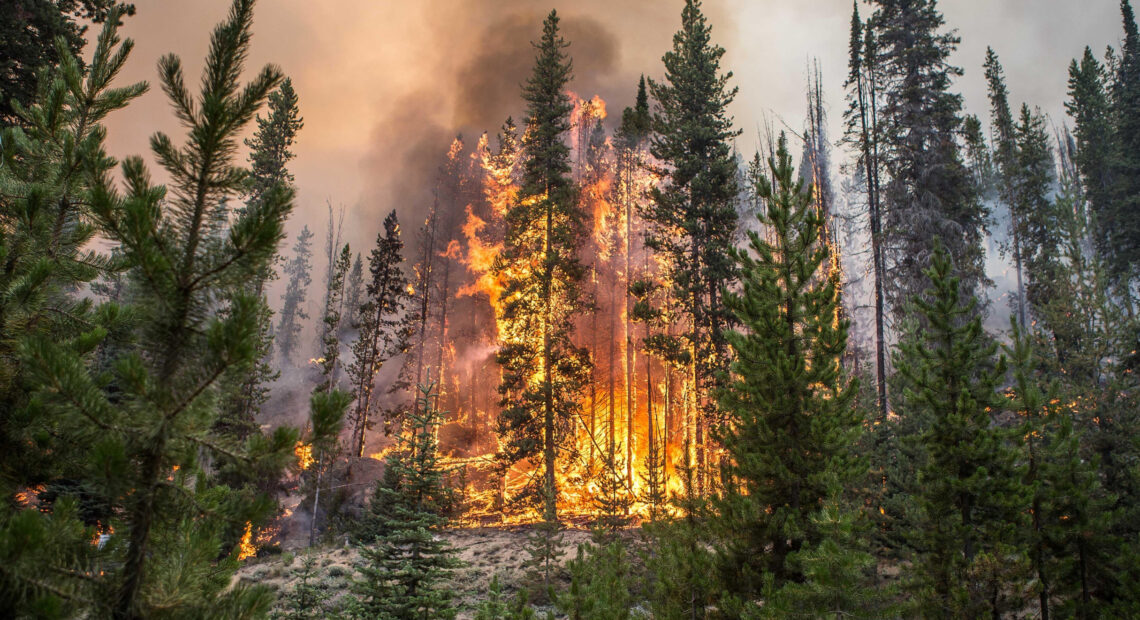 A bright orange fire erupts on evergreen trees in a McCall Idaho forest.