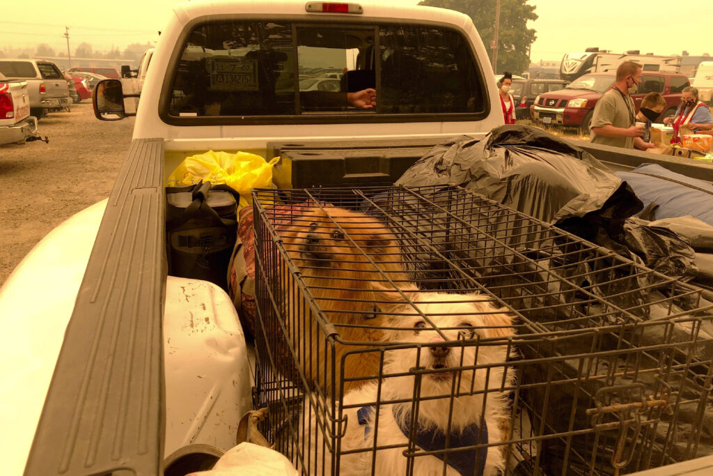 A white and brown dog sit in a crate in the back of a tan pickup truck. 
