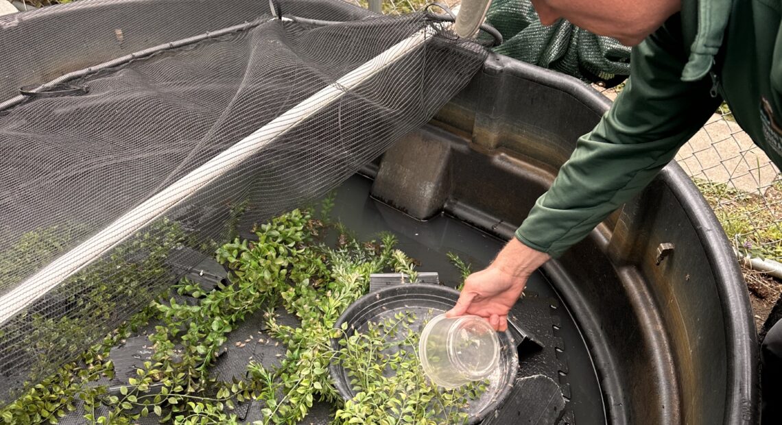 Assistant Curator Dave Meadows feeds the northern leopard frogs their daily diet of crickets. (Credit: Lauren Gallup / NWPB)