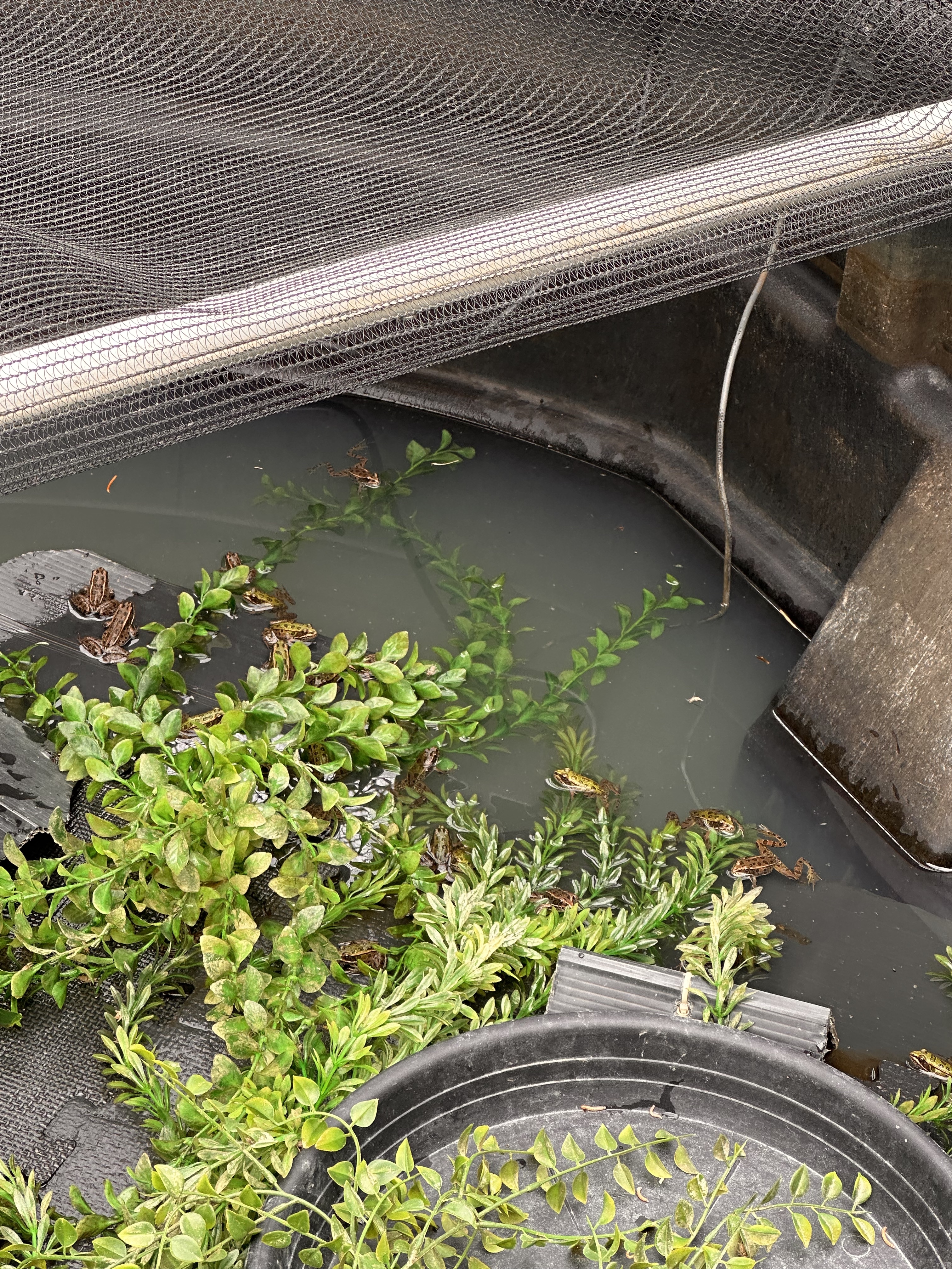 The frogs are being raised here until they're fully metamorphosed, then they'll be released back into the wild. // Credit: Lauren Gallup 