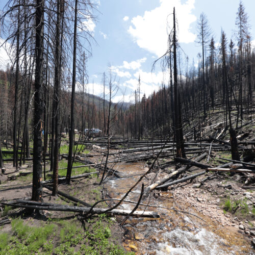 A creek flows centered by rows of black trees burned by a fire.