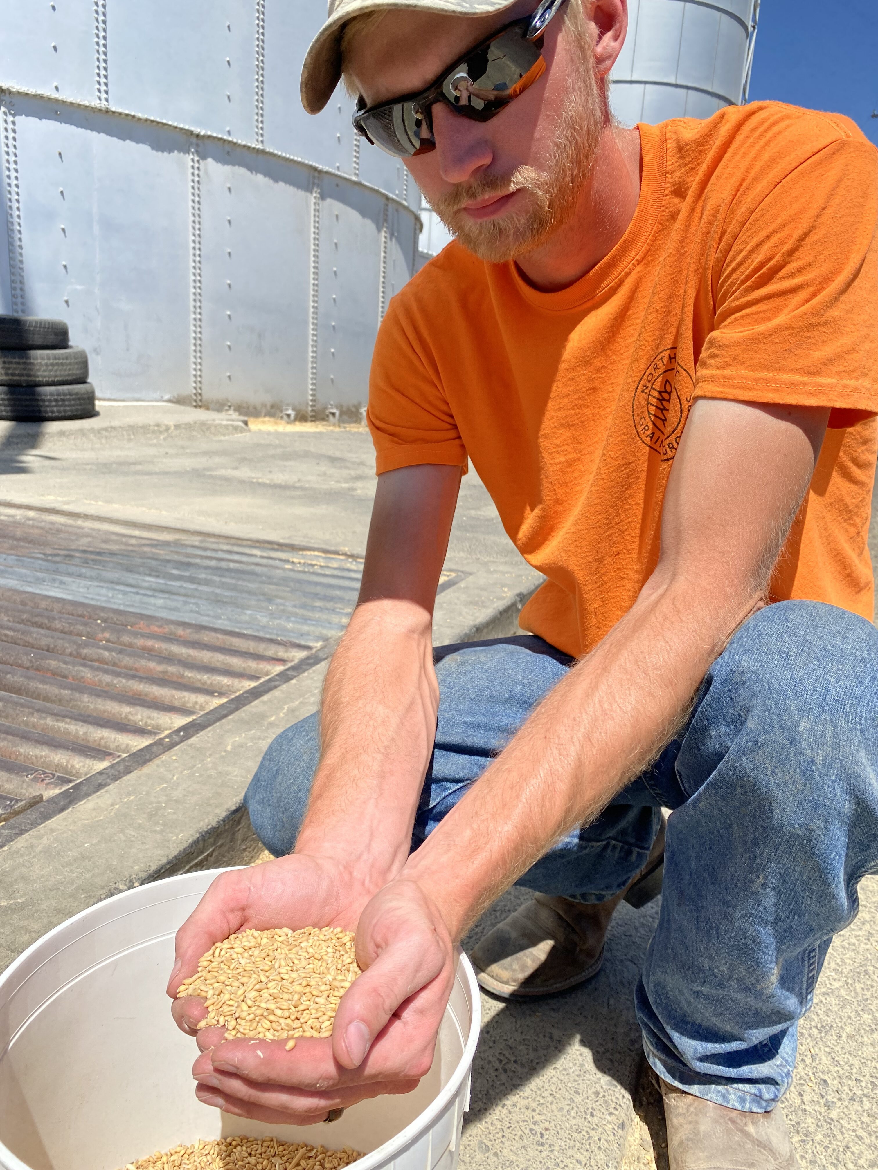 Tony Emineth cradles the last bit of a freshly-dumped-out load of grain in hand at the Northwest Grain Growers in Walla Walla (Credit: Anna King / Northwest News Network)