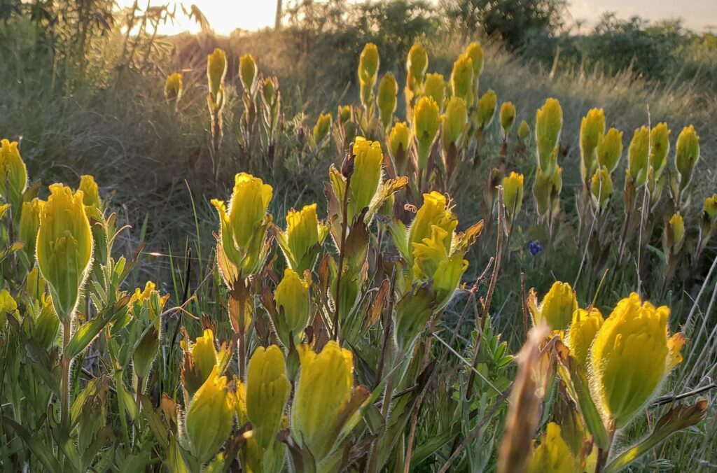 The golden paintbrush, a bright yellow flower found in Oregon and Washington, no longer needs federal protections. ( Courtesy of the U.S. Fish and Wildlife Service)