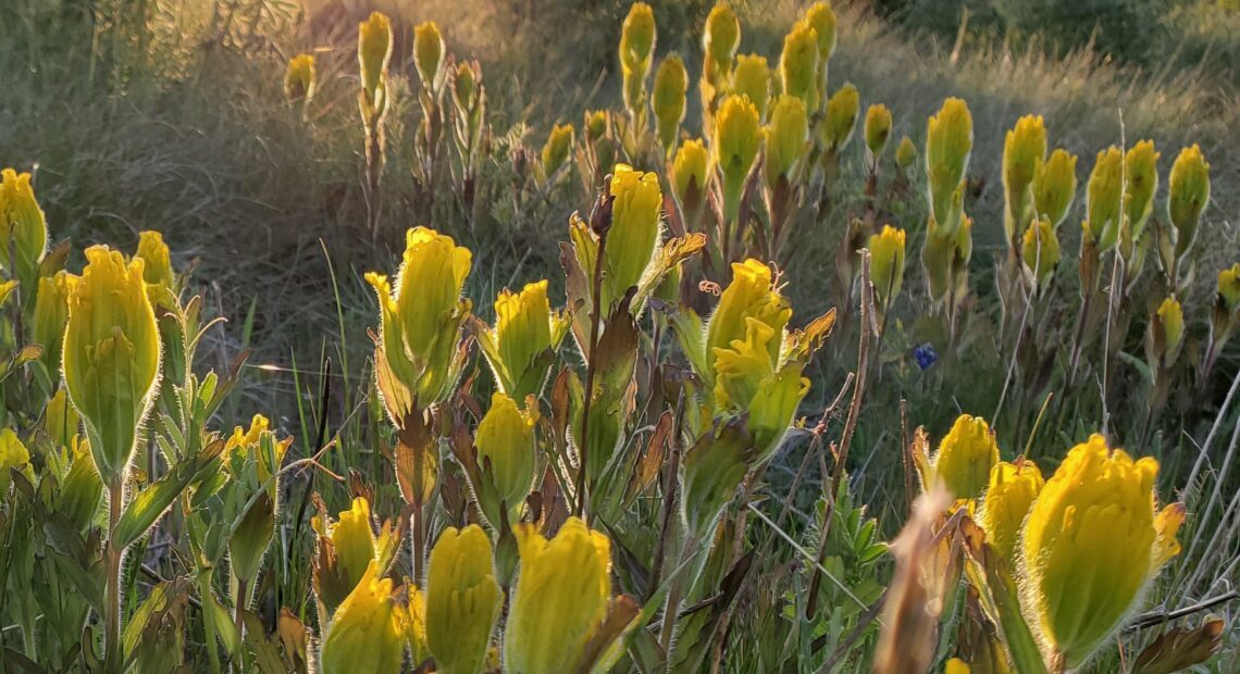 The golden paintbrush, a bright yellow flower found in Oregon and Washington, no longer needs federal protections. ( Courtesy of the U.S. Fish and Wildlife Service)