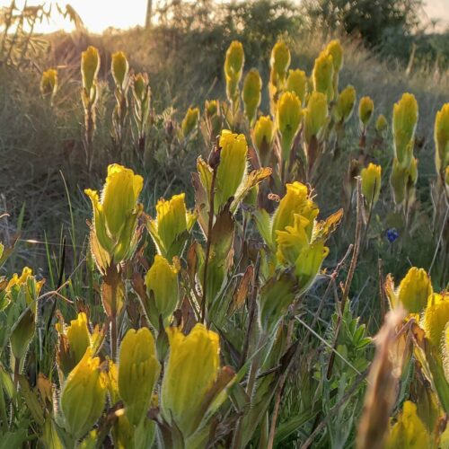 The golden paintbrush, a bright yellow flower found in Oregon and Washington, no longer needs federal protections. ( Courtesy of the U.S. Fish and Wildlife Service)