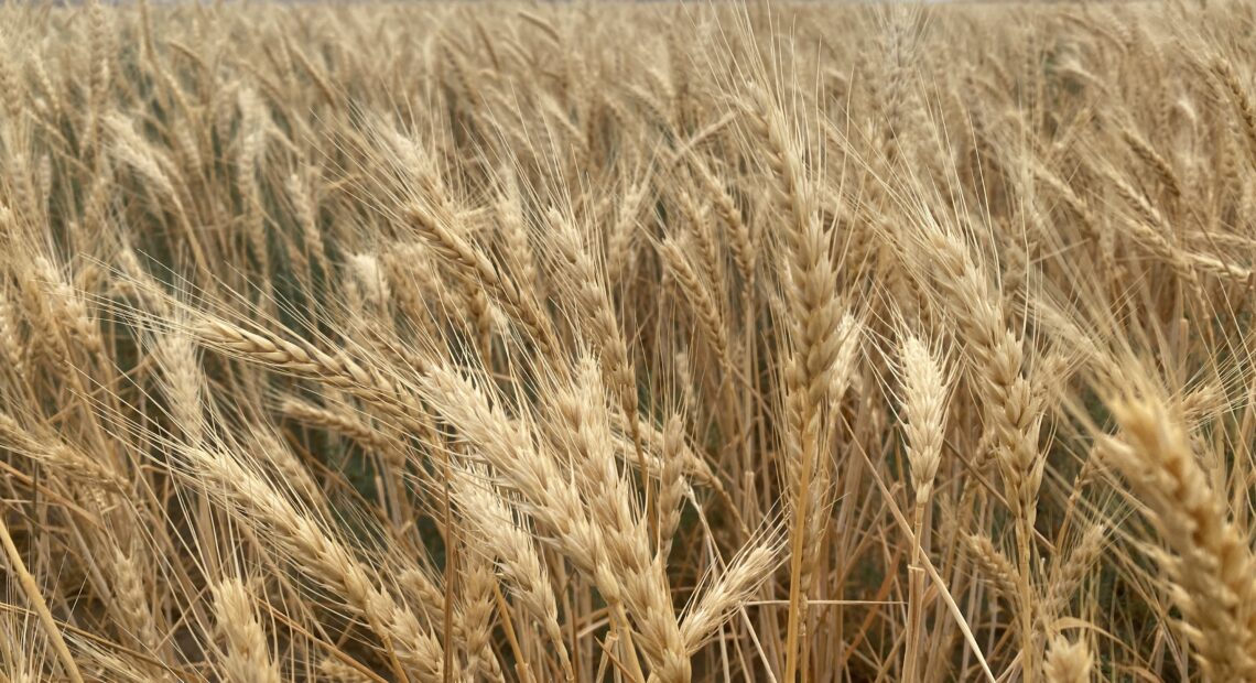 A field of wheat stands straight up and lovely just uphill from the Snake River outside of Windust, Washington – but tall standing wheat can also mean that the heads are not laden with heavy grain