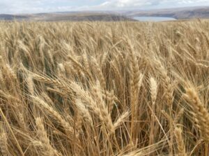 A field of wheat stands straight up and lovely just uphill from the Snake River outside of Windust, Washington – but tall standing wheat can also mean that the heads are not laden with heavy grain
