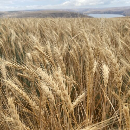 A field of wheat stands straight up and lovely just uphill from the Snake River outside of Windust, Washington – but tall standing wheat can also mean that the heads are not laden with heavy grain