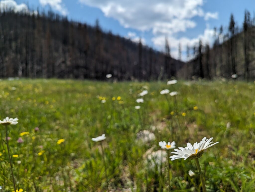 White daisies cover a green field in front of dark colored mountains. 