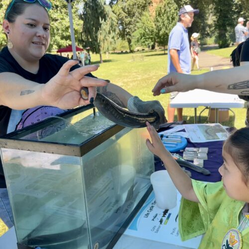 Yakama Nation biologist Dave’y Lumley shows Aleeyah McJoe, 7, an adult lamprey at the Yakama Nation's Willamette Falls Lamprey Celebration. (Credit: Courtney Flatt.)