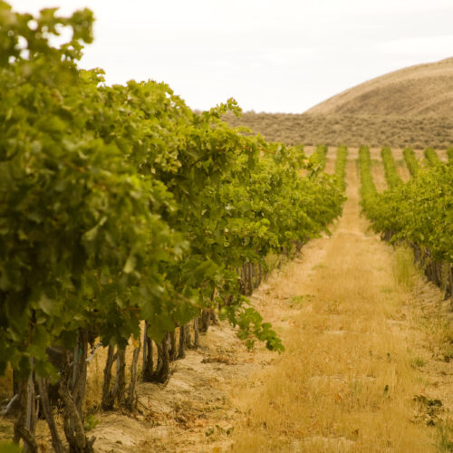 Northwest wine industry leader, Ste. Michelle Wine Estates, dumps about 40 percent of its contracts with Washington growers