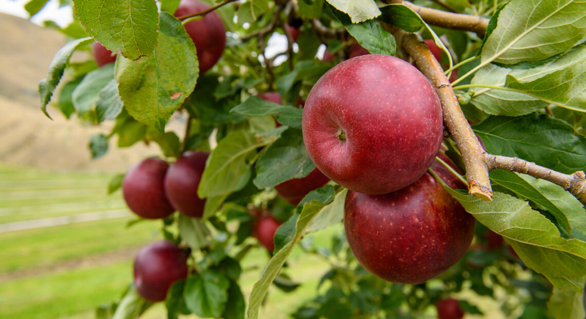 Chile's Honeycrisp apples have arrived in U.S.